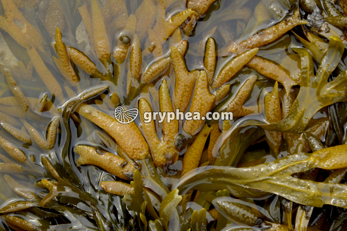 Fucus vésiculeux - organes reproducteurs mâles à maturité  - gryphea.org